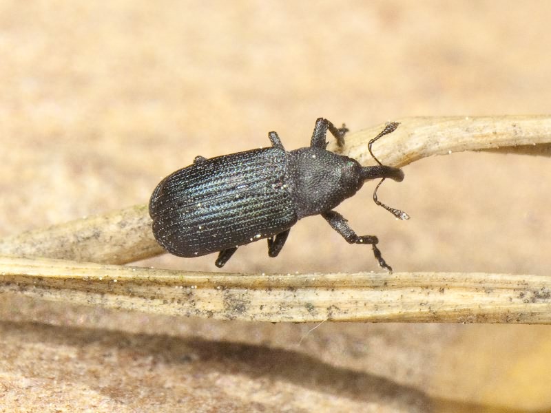 Magdalis (Magdalis) duplicata Germar, 1818